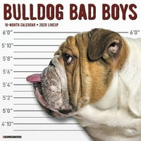 Willow Creek Press Bulldog Bad Boys Wall Calendar