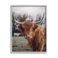 Слупел индустрии Хајленд говеда крава гледајќи топла сончева портрет фотографија сива врамена уметничка печатена