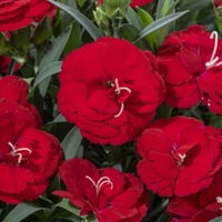 Подобри домови и градини - 2. Квартен повеќебоен Dianthus Константна каденција повеќегодишна - живи растенија