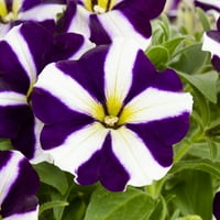 Amore Purple 2,5QT виолетова бела петунија во живо растенија одгледувач на садови