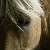 Духовен коњ од Тони Стромберг завиткан од платно уметничко печатење