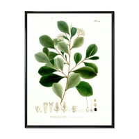DesignArt 'Антички ботаники IV' Традиционално врамено платно wallидна уметност печатење