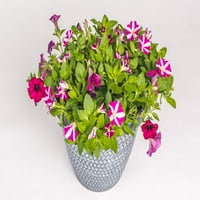 Подобри домови и градини 2,5g petunia adorables mi годишно растение во живо