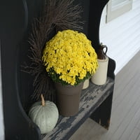Подобри домови и градини Бушел жолт хризантема, полно сонце, живи растенија, декоративни тенџере
